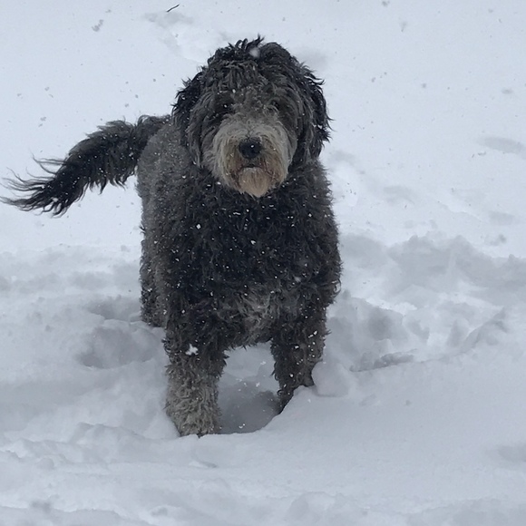 Meet your Posher, Martha - Picture 1 of 1